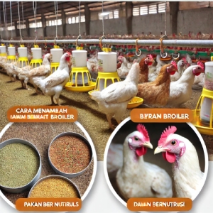 Cara Menambah Berat Ayam Broiler dengan Pakan Bernutrisi